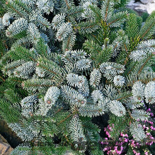 Smrek dvojfarebný, 30-40cm, v črepníku Picea bicolor