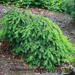 Smrek obyčajný Formanek, výška 30/50 cm, v črepníku Picea abies Formanek