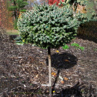 Smrek pichľavý Montgomery na kmienku 80 cm, veľkosť korunky 20 cm ,v črepníku Picea pungens Montgomery
