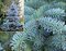 Smrek strieborný Blue Diamont, výška 25/35 cm, v črepníku Picea pungens Super Blue Diamont