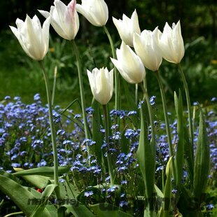 Tulipán Triumphator biely, balenie 7 ks TULIPA TRIUMPHATOR WHITE