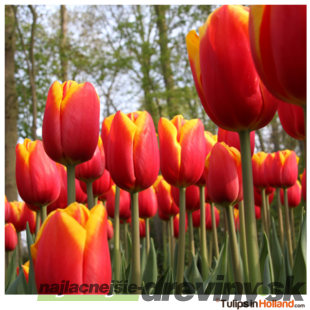 Tulipán žlto - červený, balenie 5 ks TULIPA YELLOW - RED