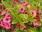 Vajgela kvetnatá FRENCH LACE Brigela, 30/35 cm, v črepníku 2l Weigela florida FRENCH LACE Brigela