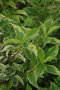 Vajgela kvetnatá ‘Goldrush‘, výška 20/40 cm, v črepníku 2l Weigela florida ‘Goldrush‘