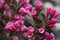 Vajgela Vine and Roses PBR 30/35 cm, v črepníku Weigela Vine and Roses