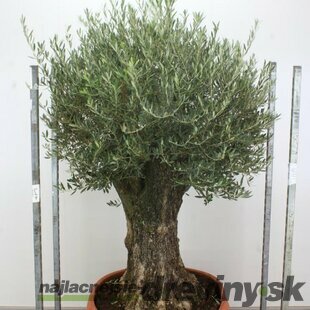 Zberateľský olivovník európsky (40 ročný bonsaj), v črepníku Olea europaea
